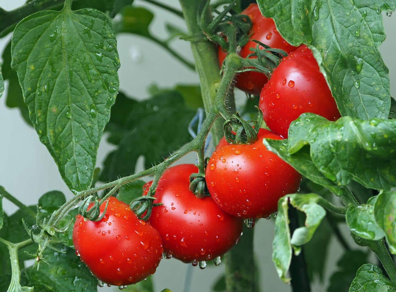 Bohatá úroda rajčat? Pamatujte na správně volená hnojiva po celou dobu růstu rostlin a zrání plodů!