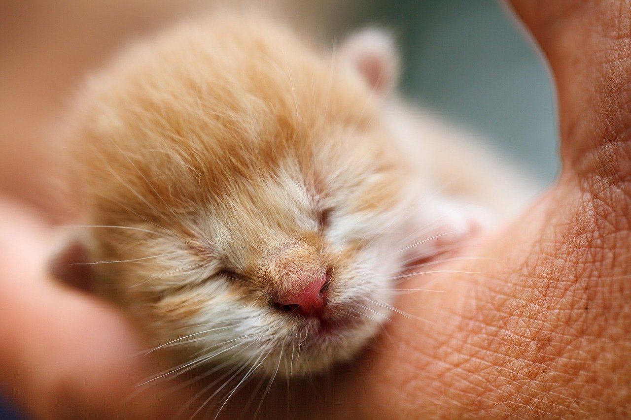 Předčasně narozené kotě vážilo pouhých 50 gramů, ale našli se lidé, kteří zabojovali o jeho záchranu