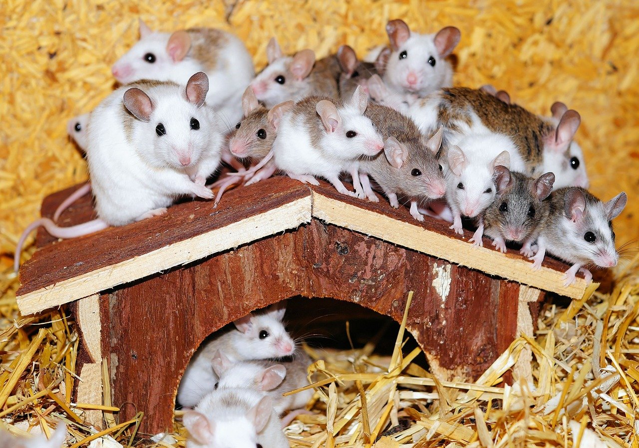 Jednoduché způsoby, které vás zbaví myší a krys