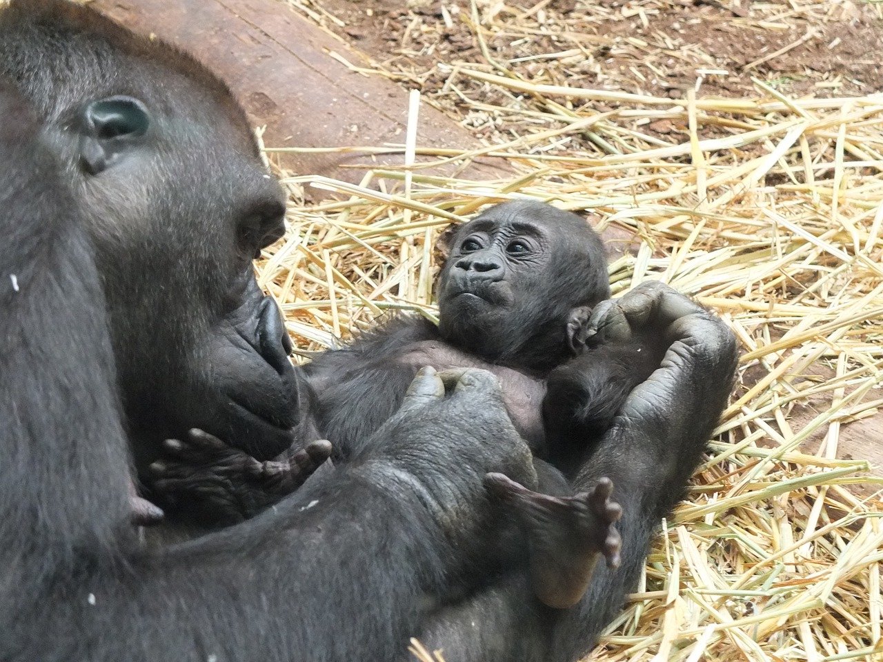 Dojemný okamžik novopečené gorilí matky. Co udělala?