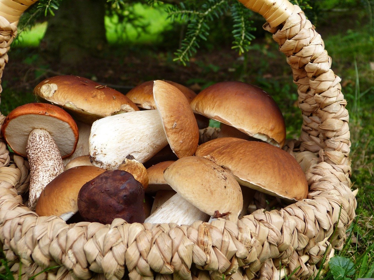 Zkušení houbaři prozradili, kde zaručeně najdete houby!