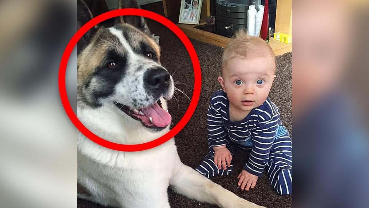 Dítě zůstalo doma samo se psem – když se jeho matka vrátila, propukla v pláč