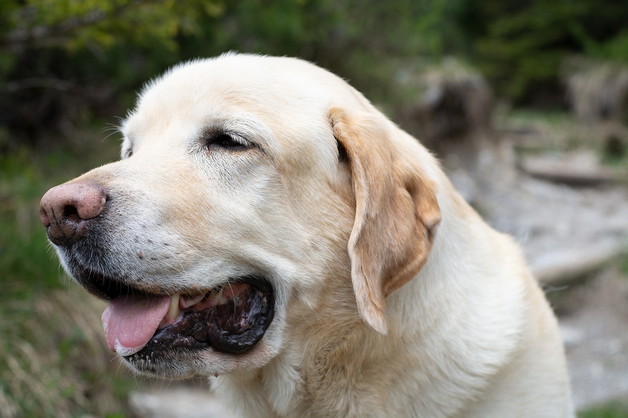 Slepého labradora zachránili po týdnu o samotě v lese