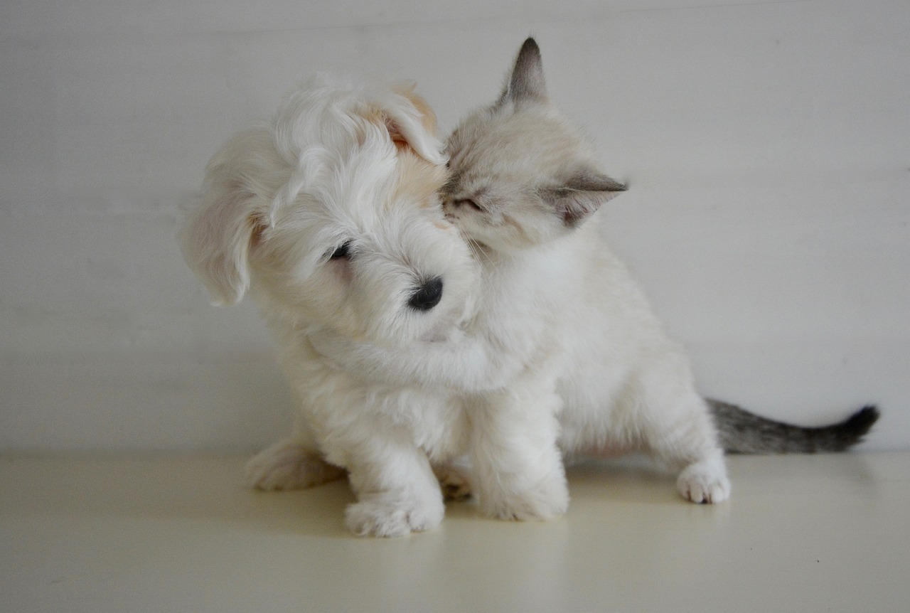 Malé štěně naváže netradiční přátelství s roztomilým kotětem