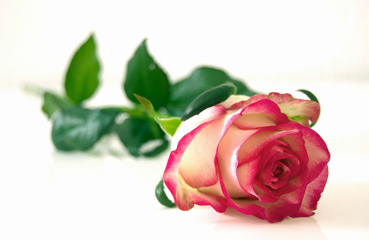 170 růží dostalo 170 dívek na Valentýna od 17letého chlapce