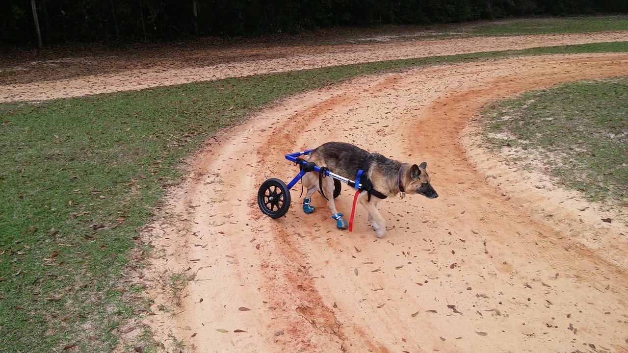 Postiženého psa si adoptoval muž na invalidním vozíku. Nikdo jiný ho nechtěl