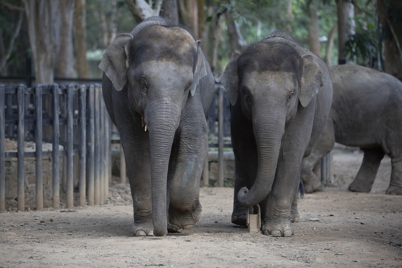Cirkusoví sloni se znovu shledali po 22 letech!