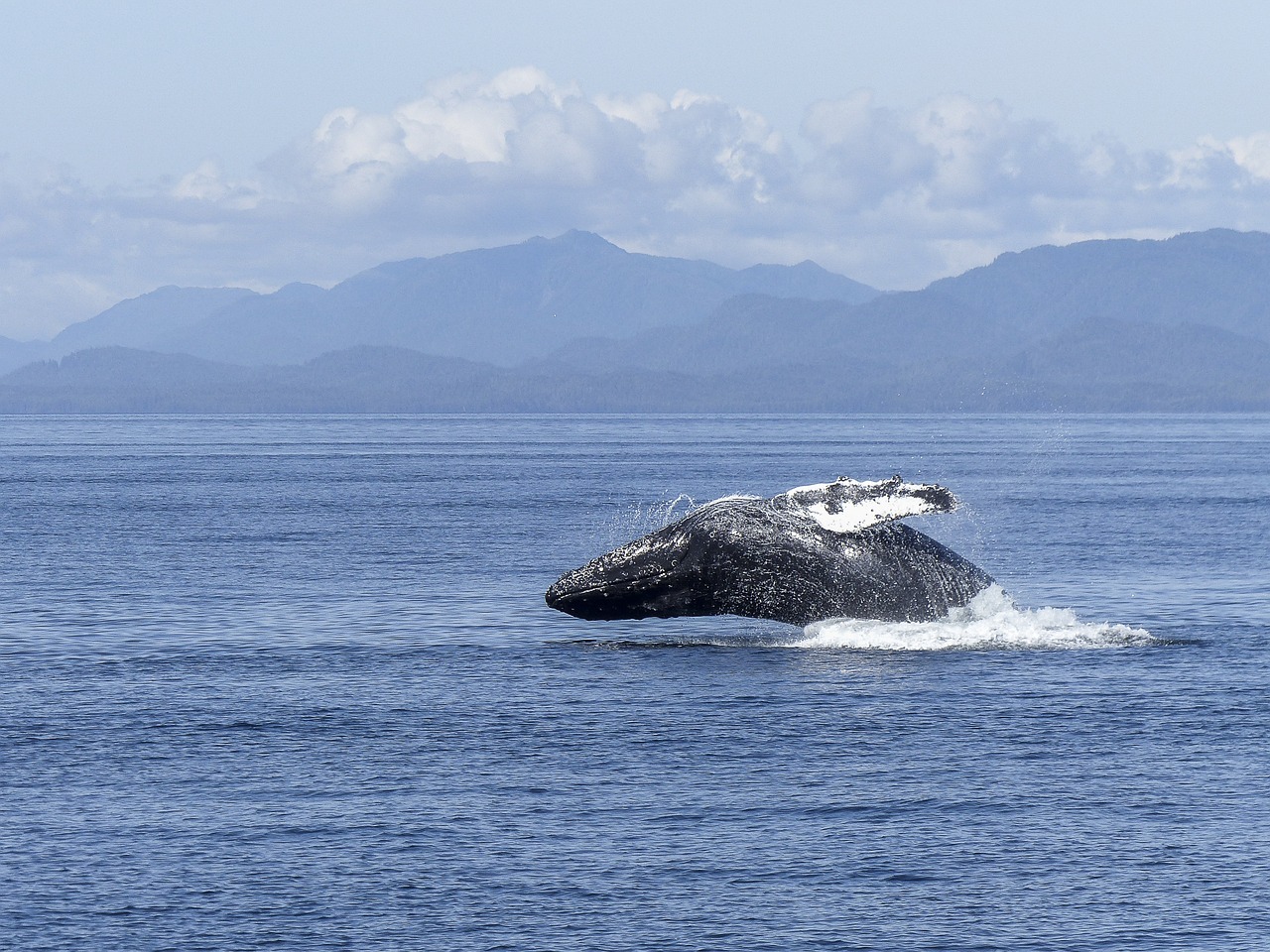 Velryba se snažila ochránit potápěčku před žralokem