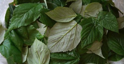 Malinové listy a jejich úžasné léčivé vlastnosti