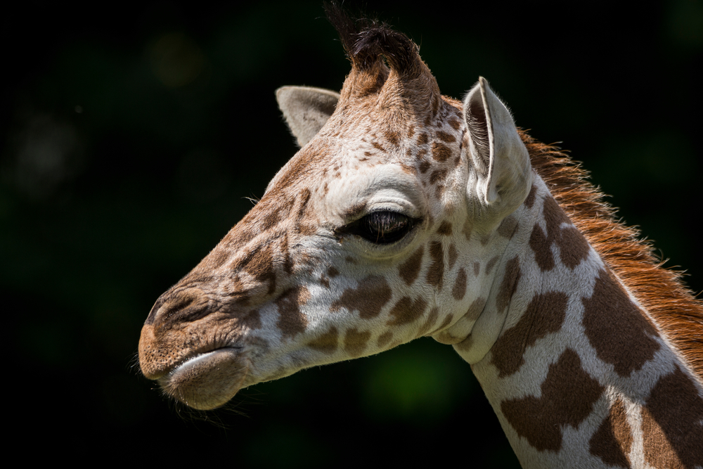 Mládě žirafy ukazuje, jak krásně běhá jen pár dní po narození