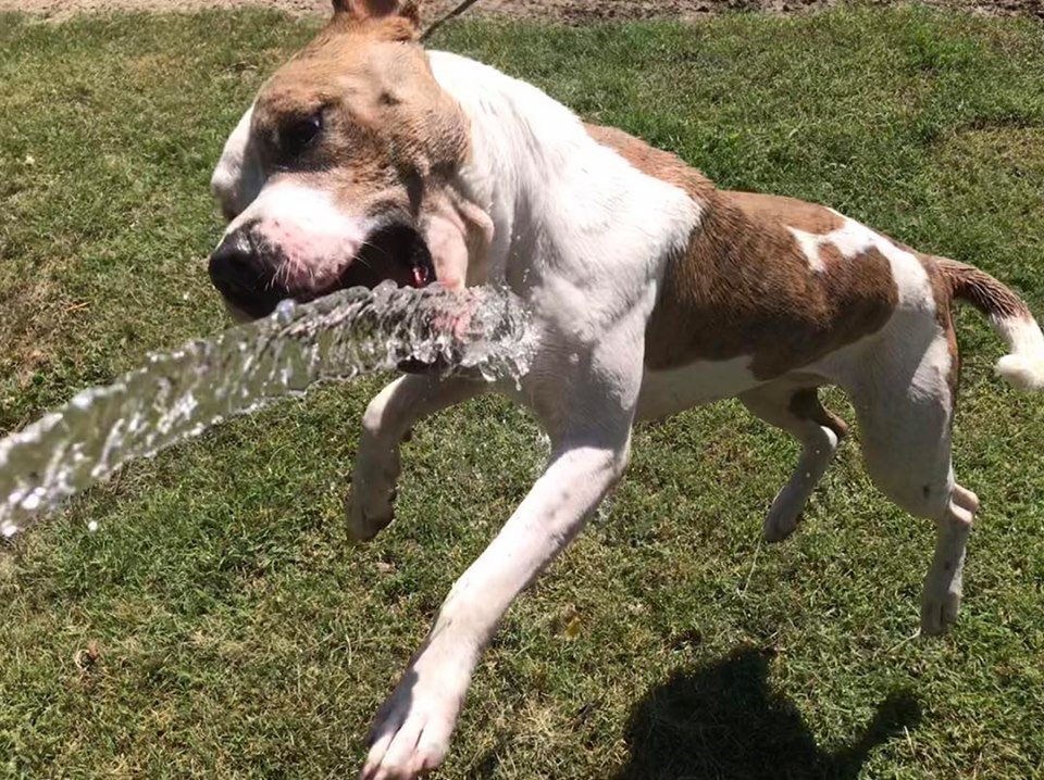 DallasDogRRR ProSvět.cz