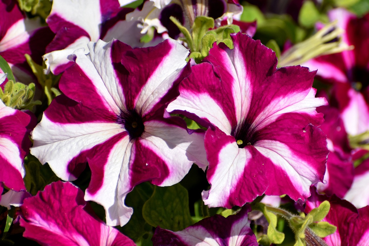 Podpořte nádherné květy petúnií pomocí domácího hnojiva