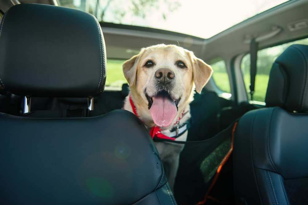 Nenechávejte psy v rozpáleném autě! Co dělat, když najdete psa v autě?