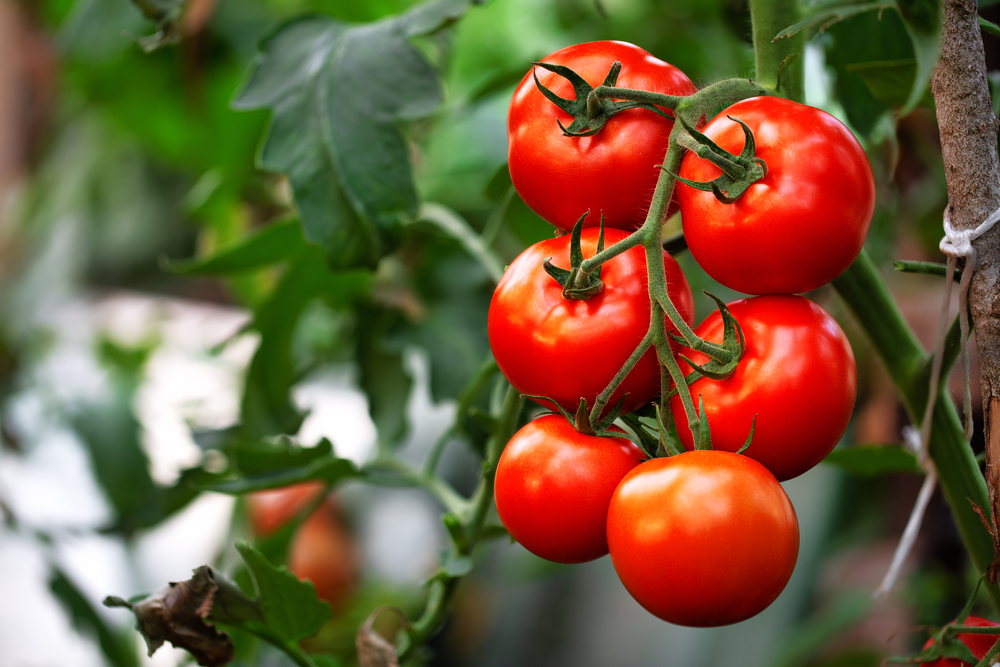 Šťavnatá a sladká rajčata? S tímhle návodem na pěstování snadno!