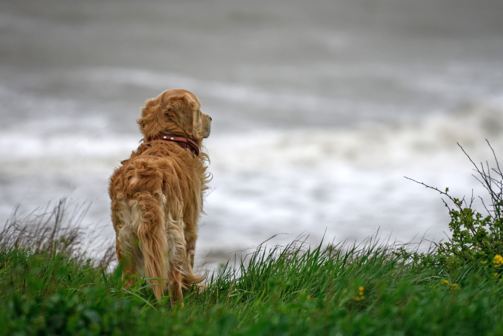 Truchlící pes přichází každý den na pláž. Důvod vás rozpláče!