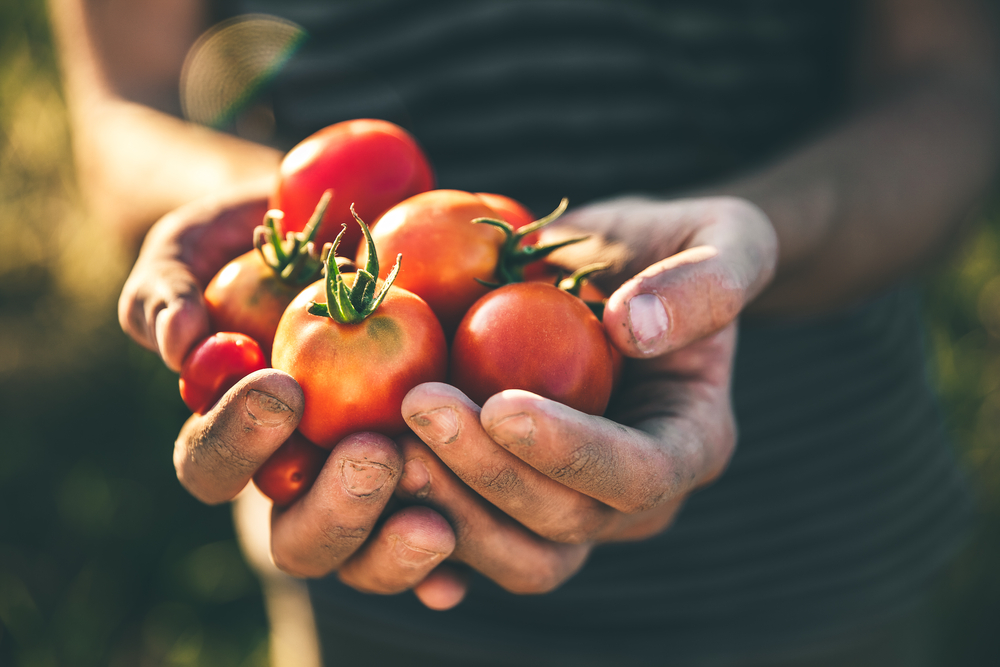 Používejte na rajčata toto hnojivo a budete překvapeni velkou úrodou