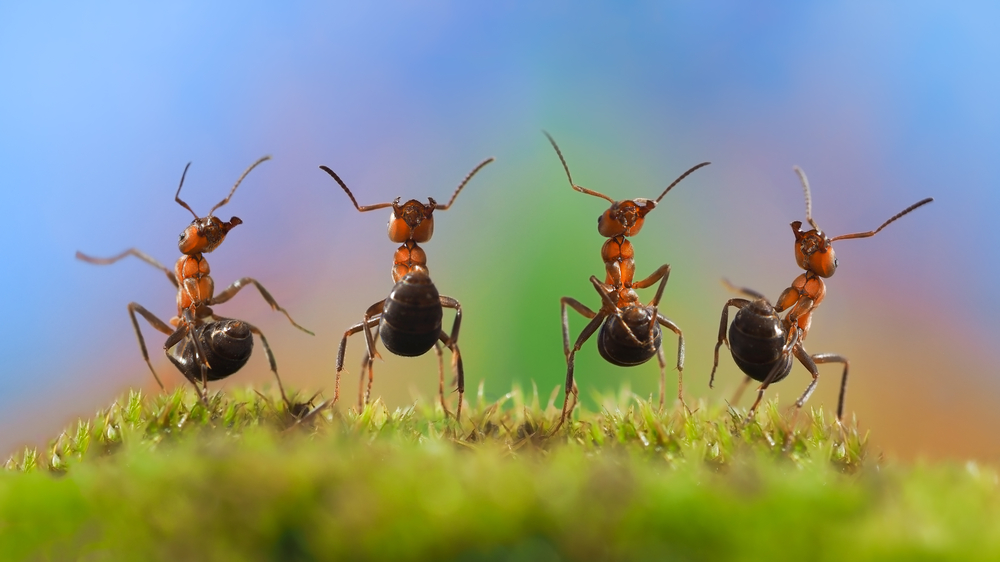 Mravenci se postarali o krásný pohřeb zesnulého čmeláka