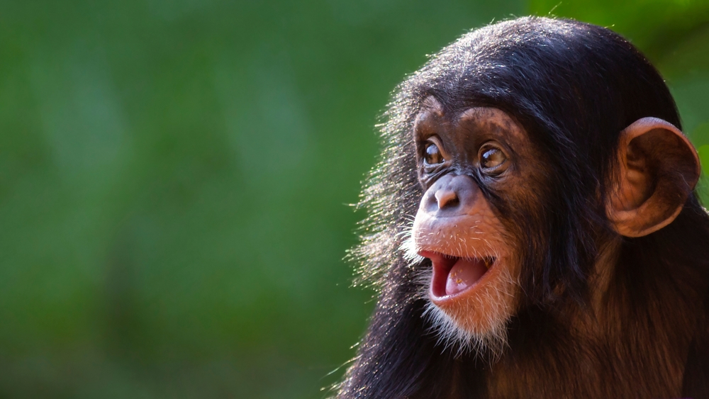 Dojemný okamžik si užil šimpanz, který poprvé viděl nebe