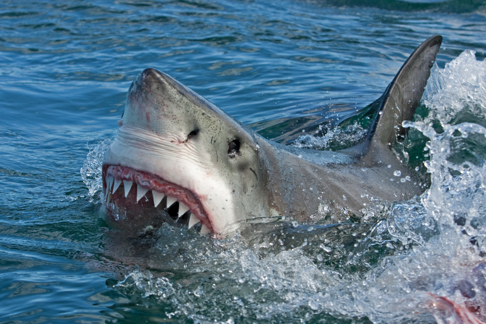 Nečekaný teror v Tichém oceánu: Jak Delia Yriarte přežila útok žraloka na dovolené!