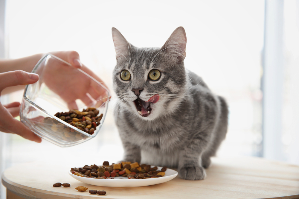 Dejte si pozor: Toto jsou potraviny, které nikdy nesmíte dávat své kočce. Jídla, která jsou pro lidi pochoutkou a pro kočky jedem
