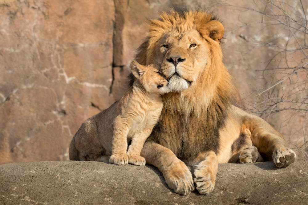 Hrdý lví táta se poprvé setkal se svým malým potomkem