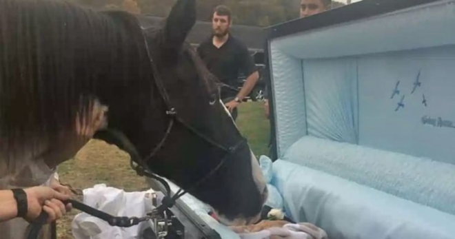 Týraný kůň dostal šanci se rozloučit se svým zachráncem