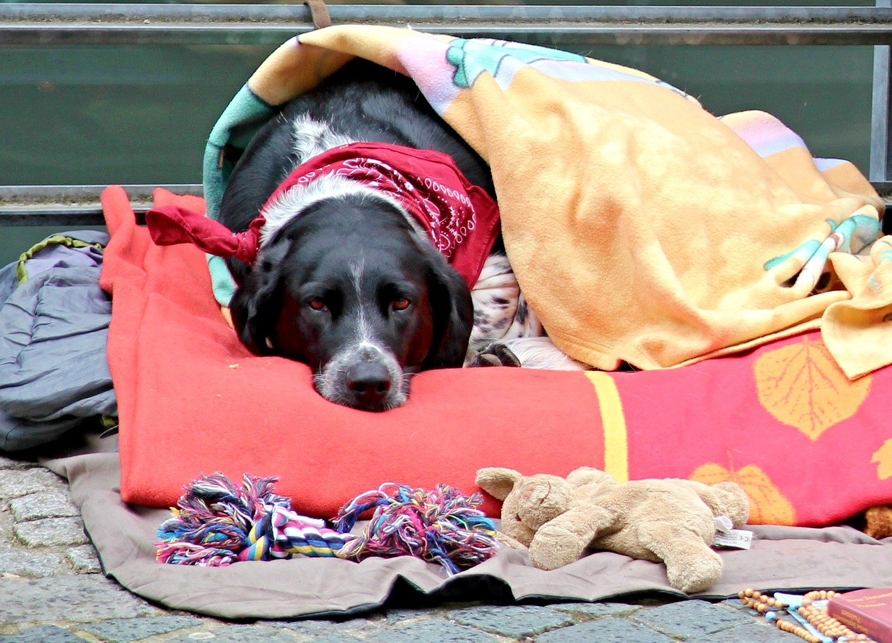 Štěně se rozhodlo podělit o svou deku s opuštěným psem