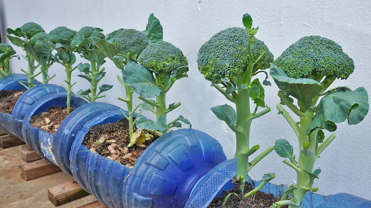 Pěstování na Balkonu: Jak pěstovat obří brokolice v plastových lahvích a ohromit své sousedy!
