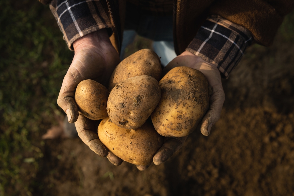 Co můžete udělat, když vám zůstanou doma brambory?