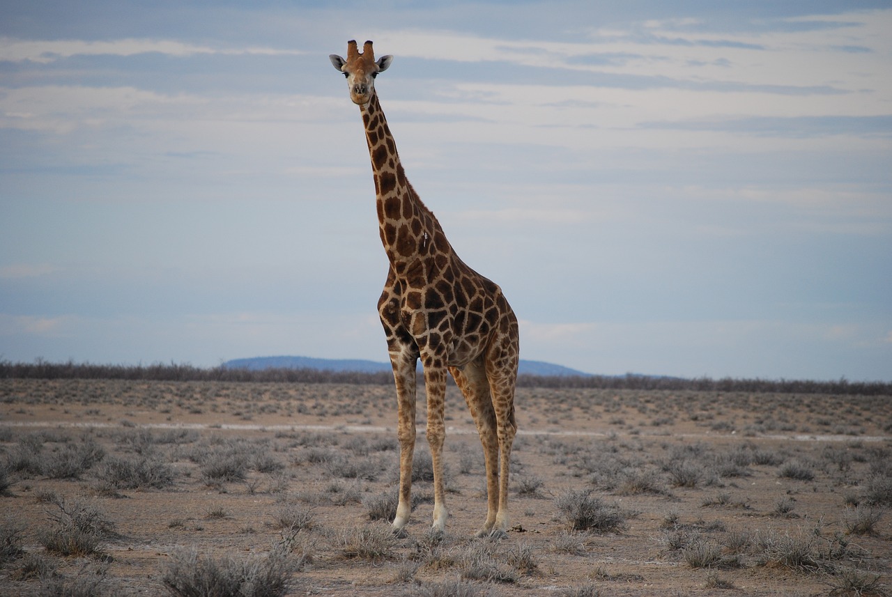 Malá žirafa dostala šanci na život se speciálními ortézami