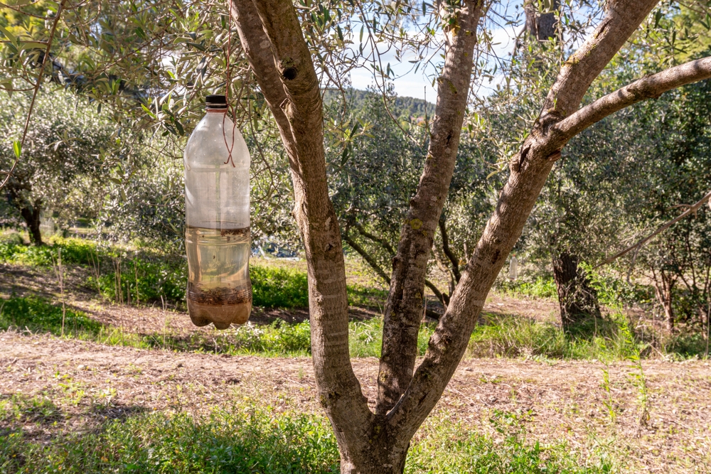 Jak si vyrobit efektivní past na komáry z plastové lahve?