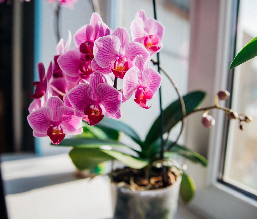 Přírodní hnojivo na orchideje najdete ve své kuchyni mezi kořením