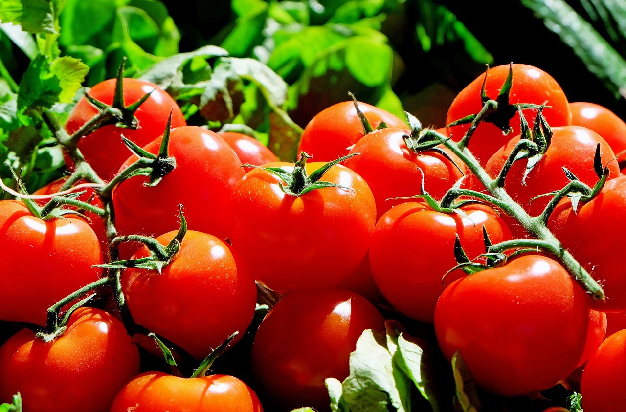 Jak správně zasadit sazenici rajčat?