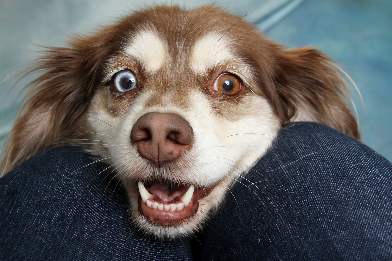 Proč vám pes očichává rozkrok? Tohle vás překvapí!