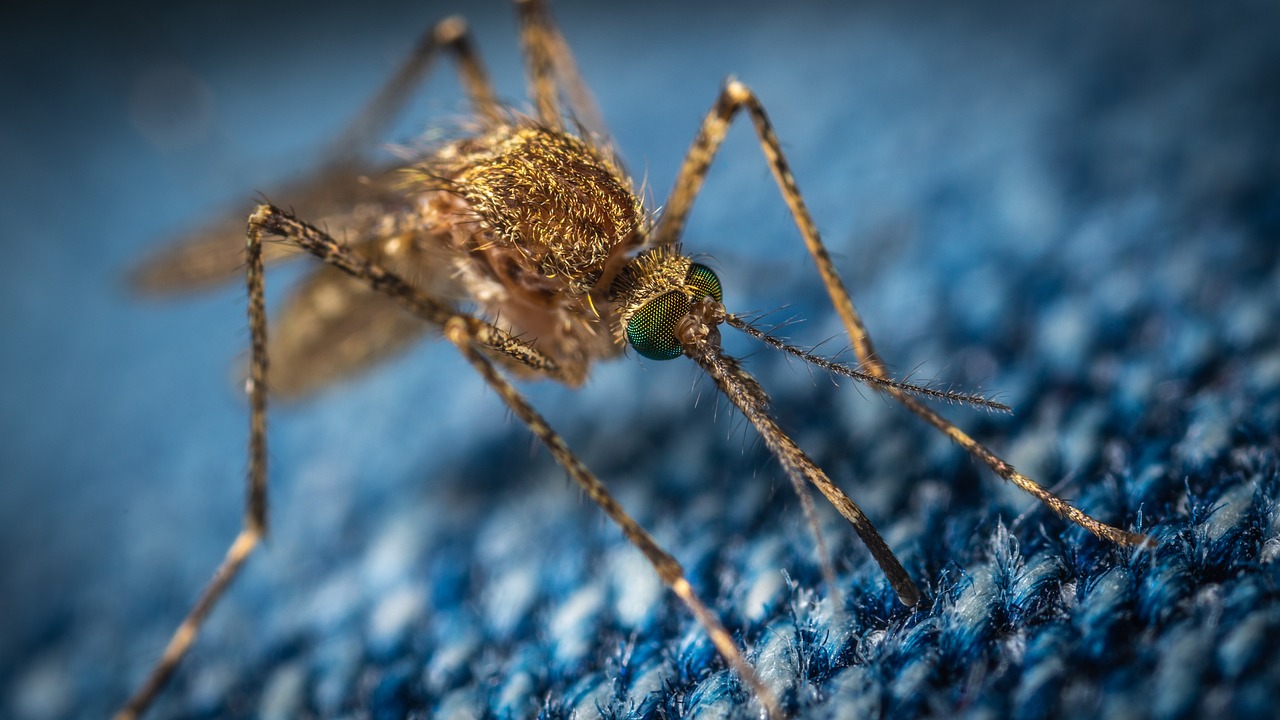 Jak se zbavit komárů a much ve svém domově?