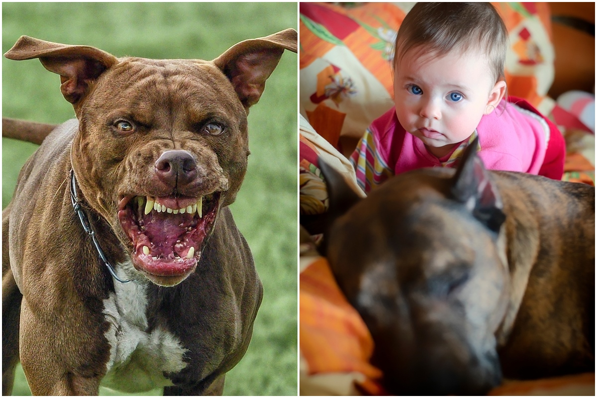 „Nikdy nepochopím, proč se to stalo,“ zoufalý výkřik matky! Rodinný pitbul usmrtil její sedmiměsíční dceru!