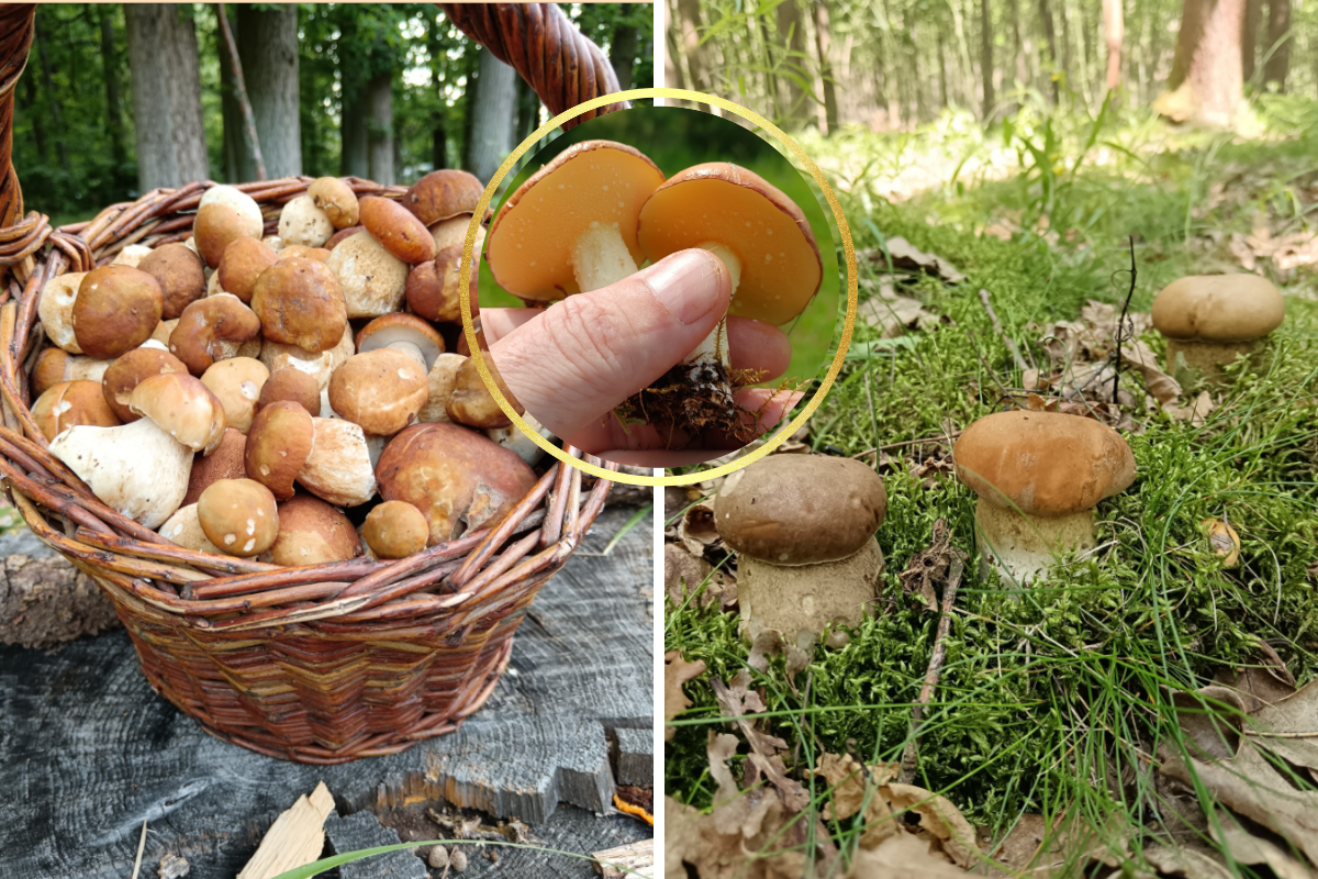 První houby už v červnu? Lesy vydávají poklady, houby rostou o sto šest! Víme, kam přesně vyrazit!