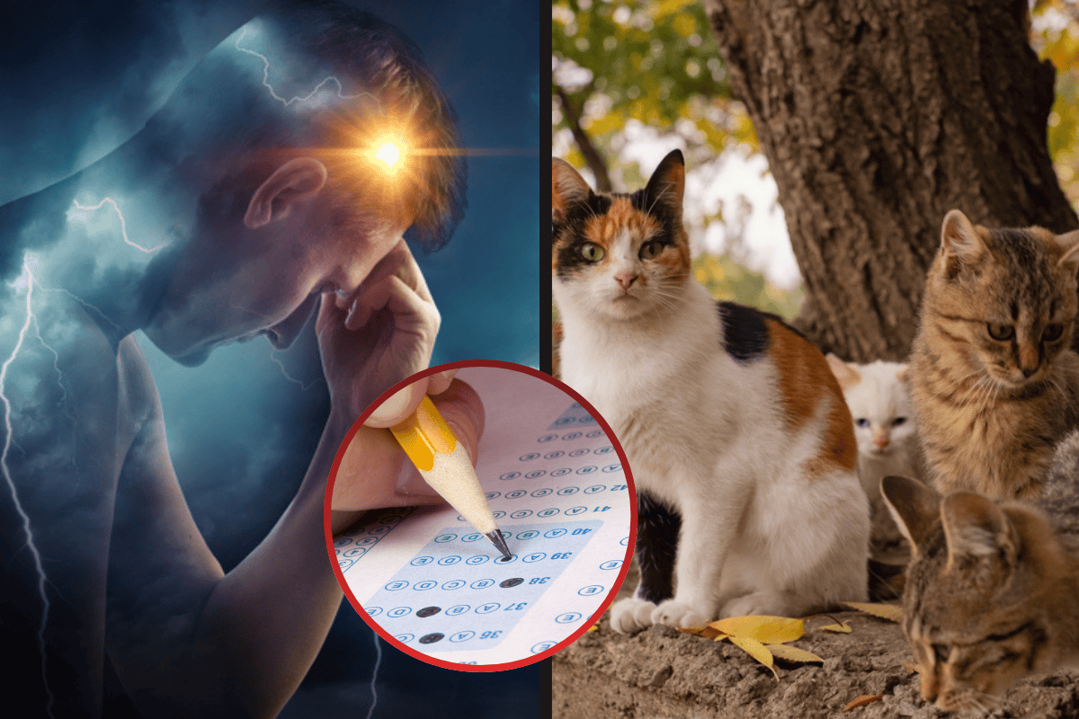 Vyberte si kočku a zjistěte, jaká je vaše skutečná povaha! Tento nečekaně přesný test odhalí skryté stránky vaší osobnosti!