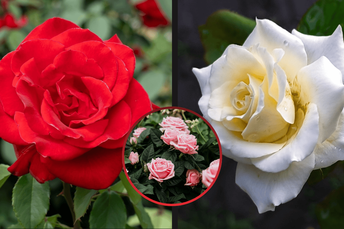 Tajemství růží odhaleno! Vyberte si tu svou a zjistěte, jaký vzkaz vám právě teď posílá vesmír!