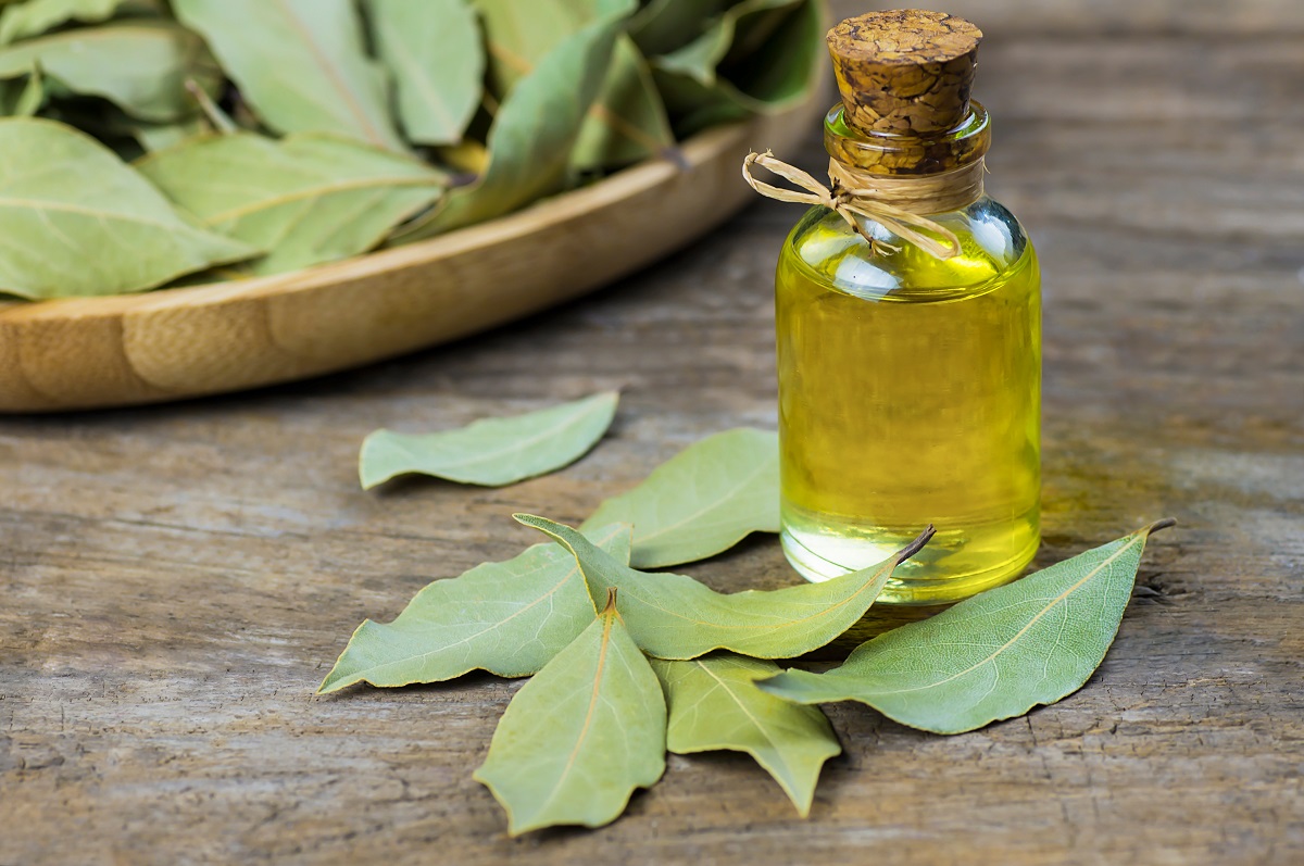 Olej z bobkových listů: Jak ho připravit a používat?