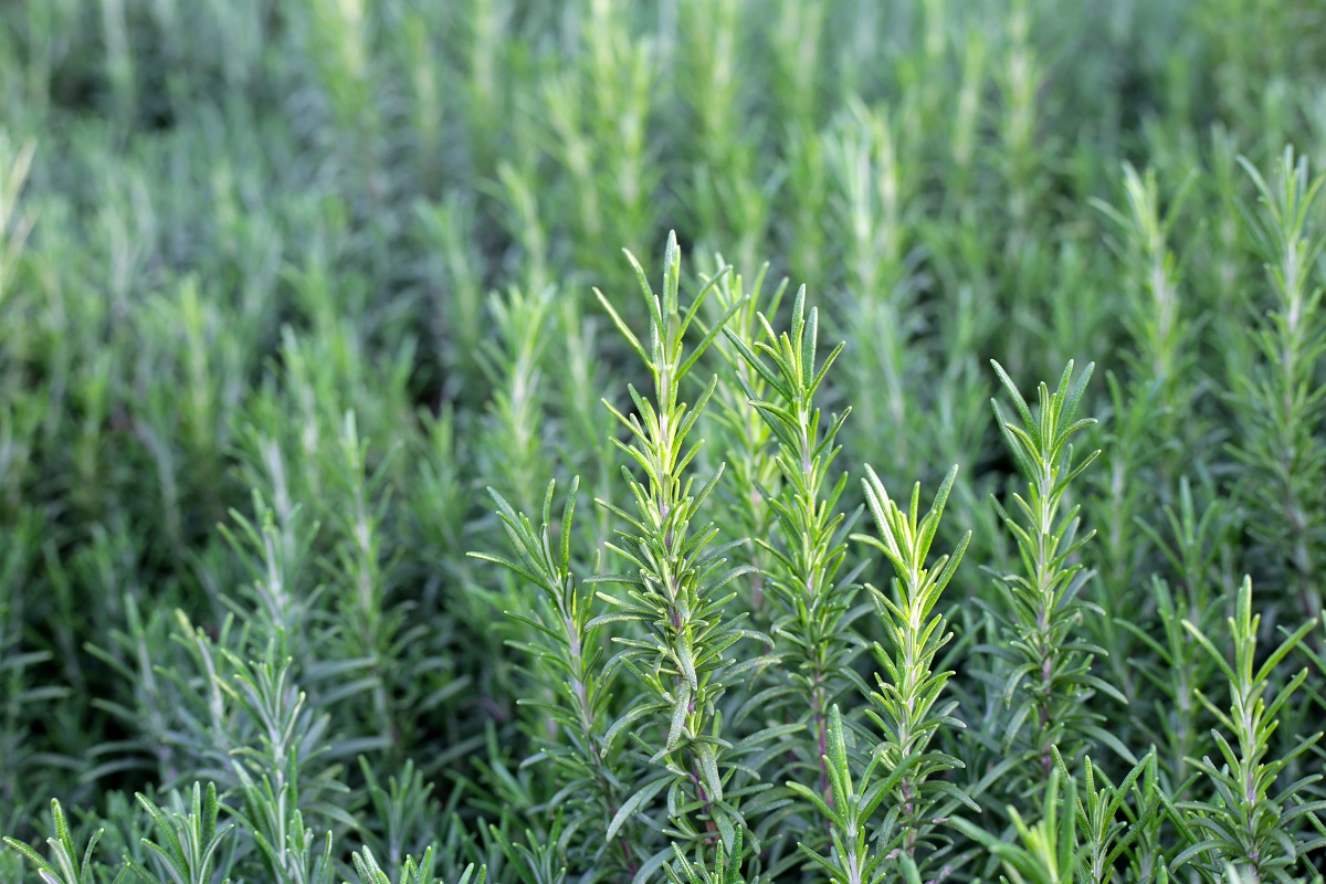 Rozmarýn pomáhá zlepšit paměť a posiluje zdraví!