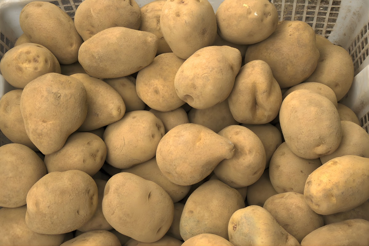 Staré brambory nejsou na vyhození. Stačí je nevařit v obyčejné vodě