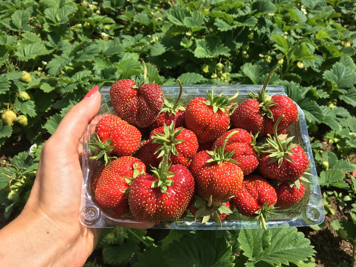 Hnijí vám doma jahody? Udržet je čerstvé není nic složitého