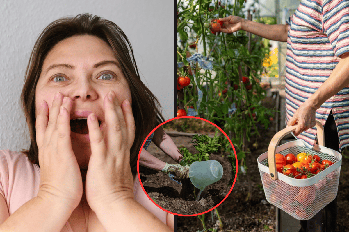 Sousedka se smála mým záhonům, dnes se ptá na tajemství! Tenhle levný prášek mi zajistil rajčata bez plísně a okurky plné plodů!