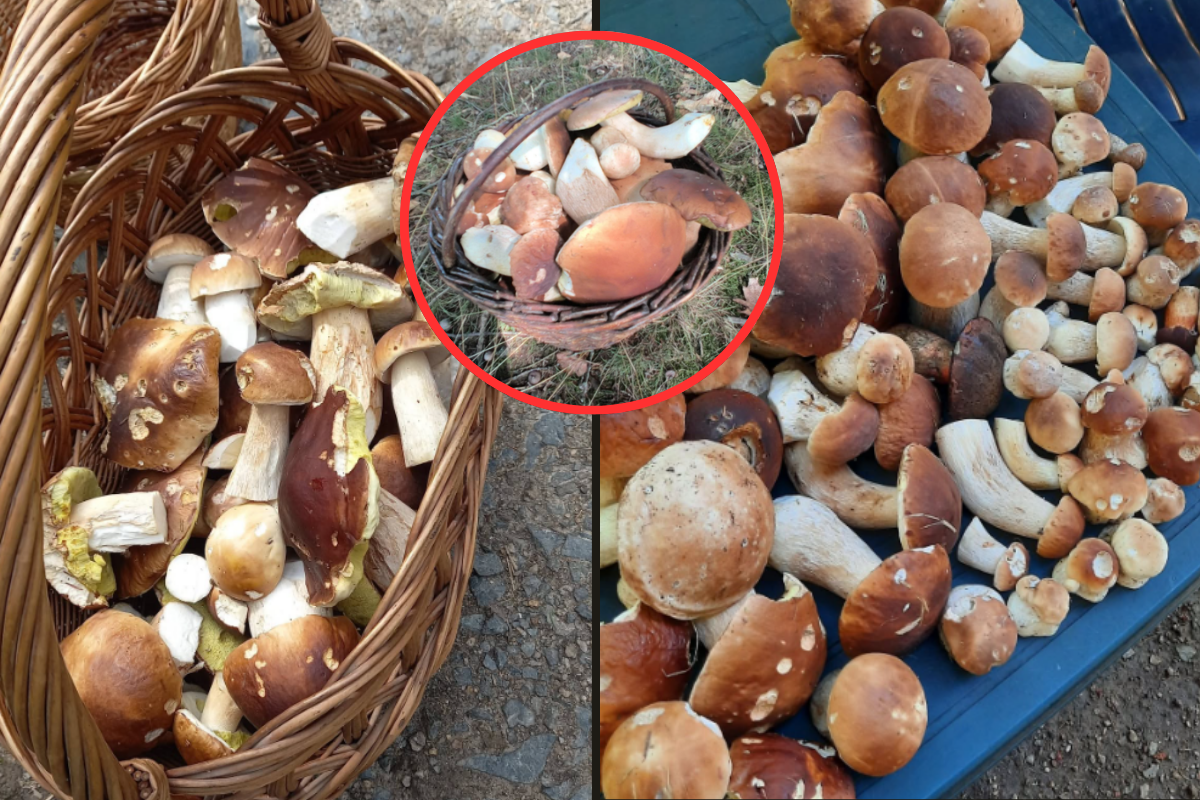 Plné košíky už nemusí být jen snem! Podmínky pro houby se výrazně zlepšily! Podívejte se, kde máte největší šanci na úspěch!
